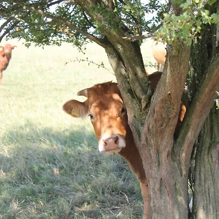 Gaestezimmer Gier 3*